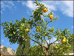IMG_1042.jpg