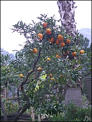 IMGP0261.jpg