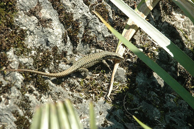 DSC_0018.JPG