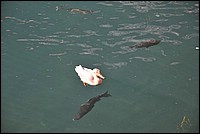 DSC_4990.JPG