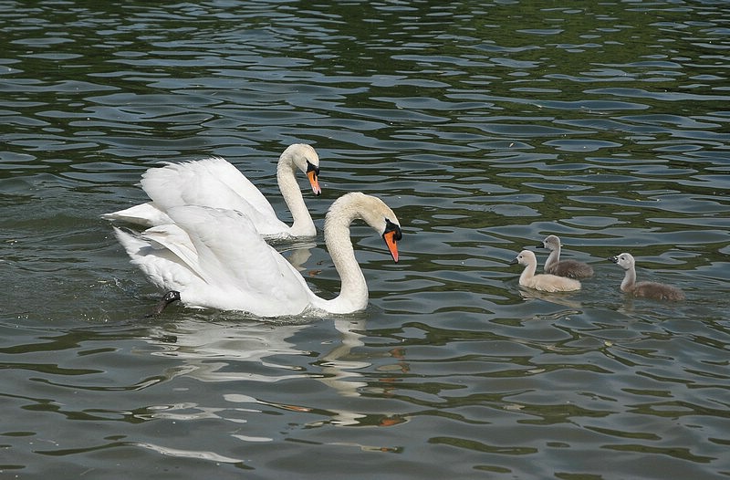 DSC_0805C.JPG
