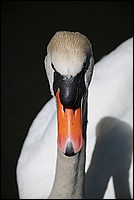 DSC_0420G.JPG