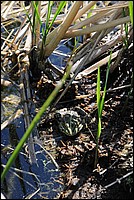 DSC_0442.JPG