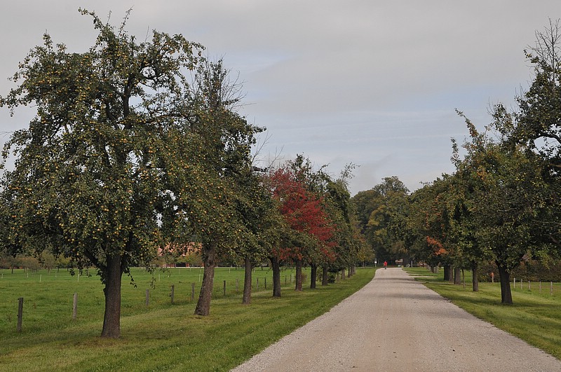 DSC_6649.JPG