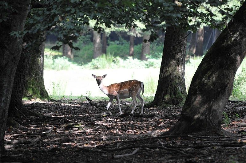DSC_6726.JPG