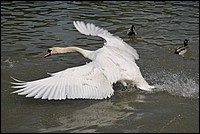 DSC_0787C.JPG
