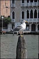 DSC_6904.JPG
