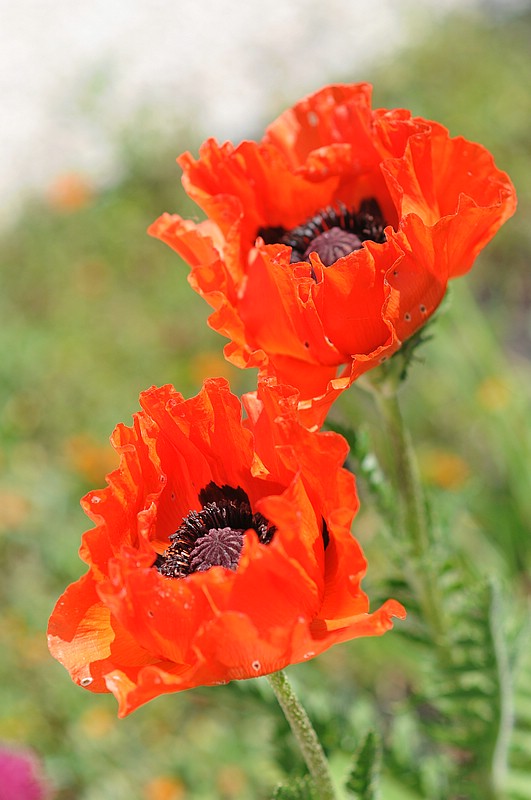 DSC_8567.JPG