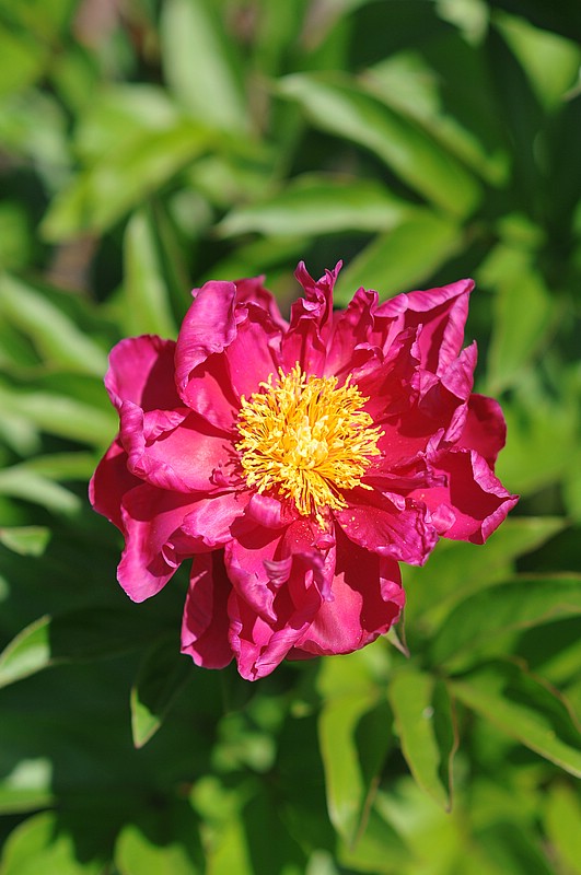 DSC_8569.JPG