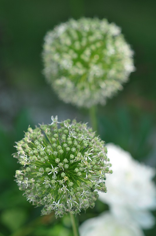 DSC_8599.JPG