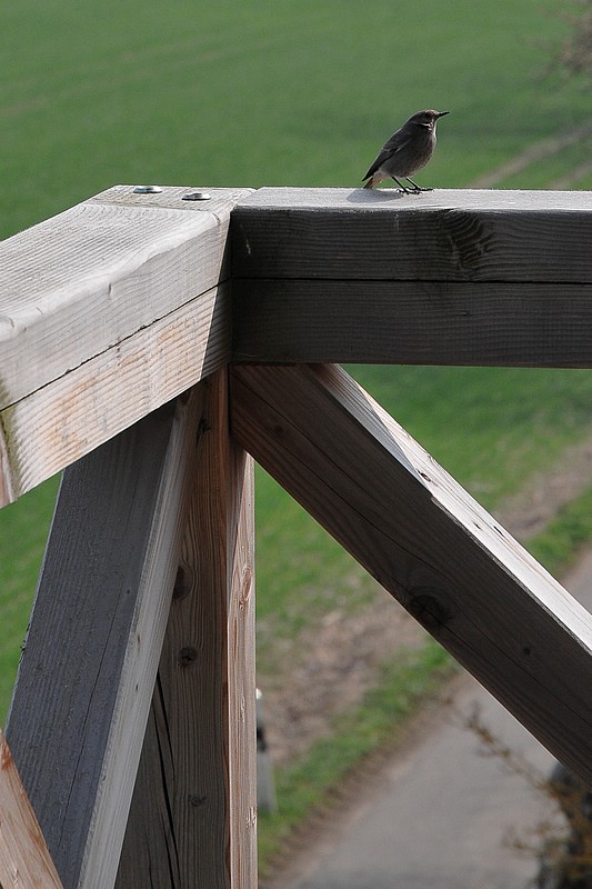 DSC_5474C.jpg