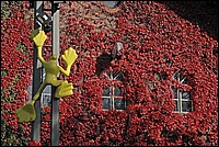 DSC_3365G.jpg