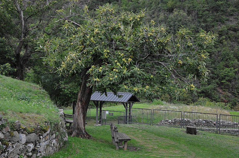 DSC_2194G.jpg