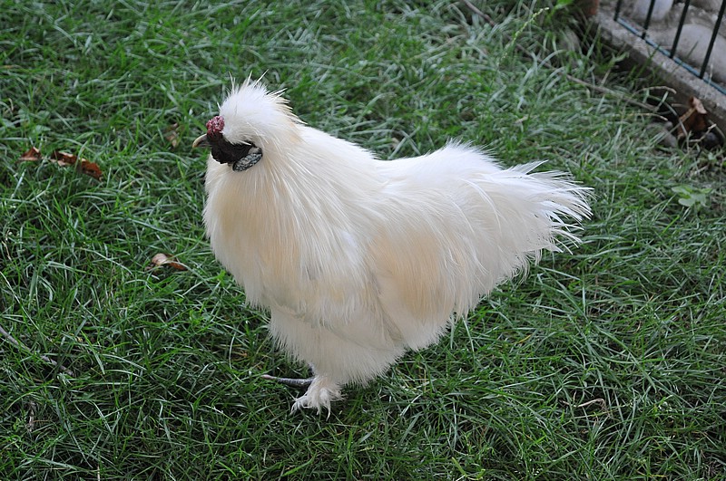 DSC_9673.JPG