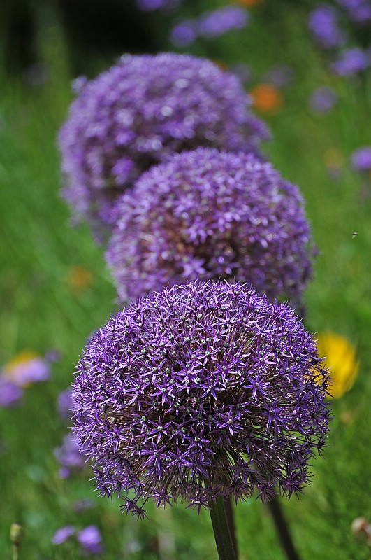 DSC_2450G.jpg
