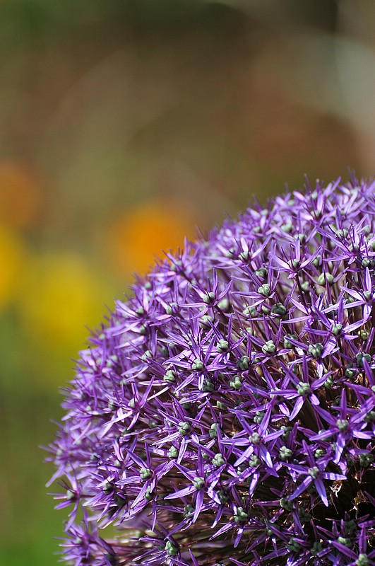 DSC_2454.JPG