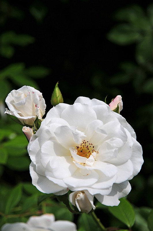 DSC_2475G.jpg