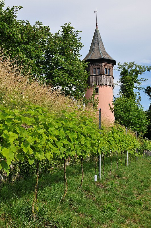 DSC_2533.JPG