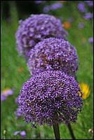 DSC_2450G.jpg