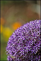 DSC_2454.JPG