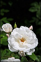 DSC_2475G.jpg