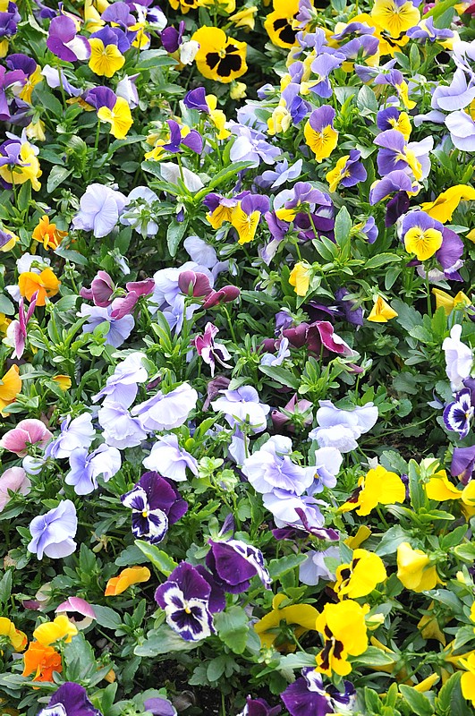 DSC_1154.JPG