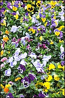 DSC_1154.JPG