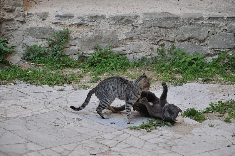 DSC_0805.JPG