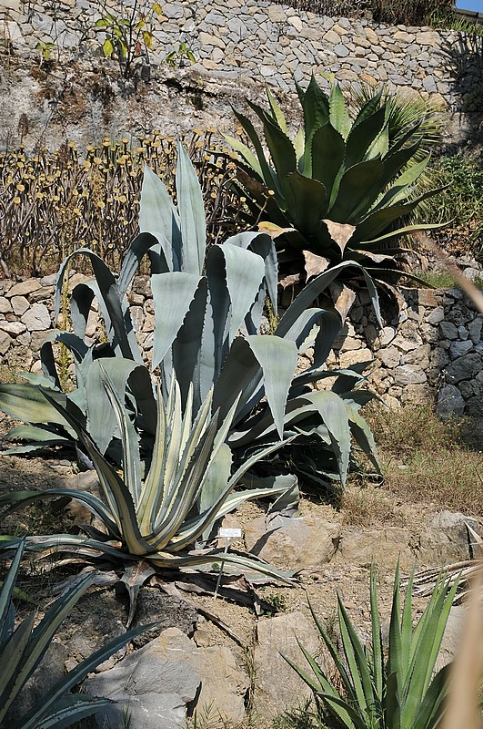 DSC_0951.JPG