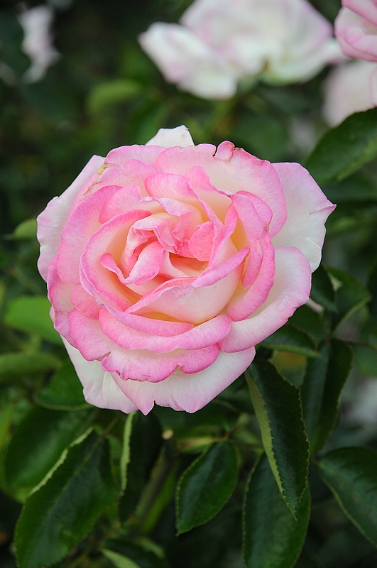 DSC_2074.JPG