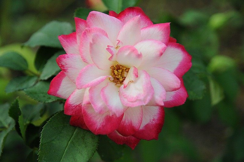 DSC_2080.JPG