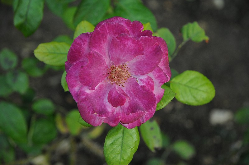 DSC_2087.JPG