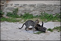 DSC_0805.JPG