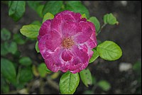 DSC_2087.JPG
