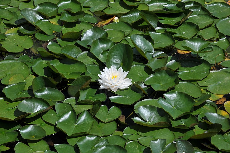 DSC_0605.JPG