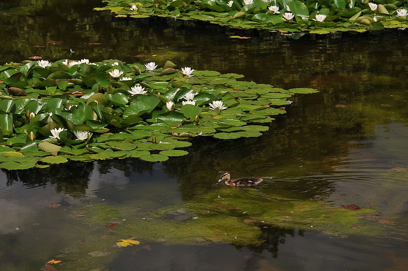 DSC_0704.JPG