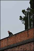 DSC_4665CD.jpg