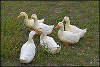 DSC_7499CG.jpg