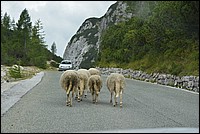 DSC_7932.JPG