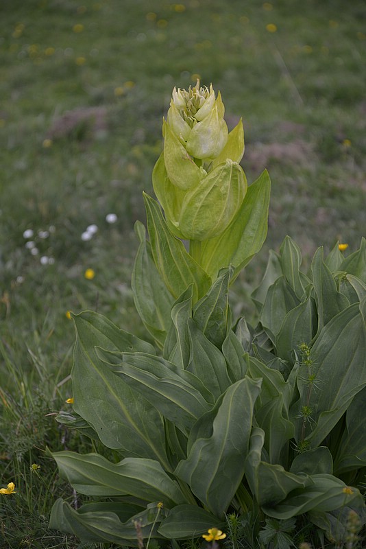 DSC_7031.JPG