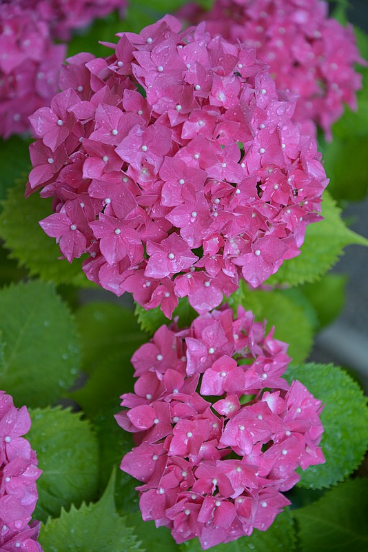 DSC_7275.JPG