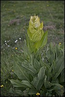DSC_7031.JPG