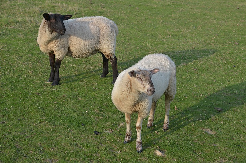DSC_2755CCo.jpg