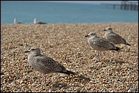 DSC_2436CE.jpg