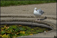 DSC_2589C.jpg
