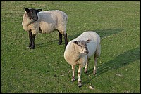 DSC_2755CCo.jpg