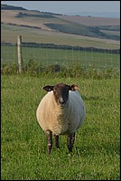 DSC_2770C.jpg