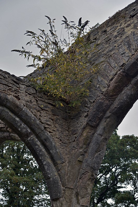 DSC_4411CCoGK.jpg