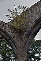 DSC_4411CCoGK.jpg