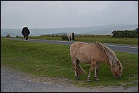 DSC_4497.JPG
